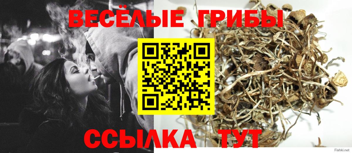 Псилоцибиновые грибы мицелий Тара